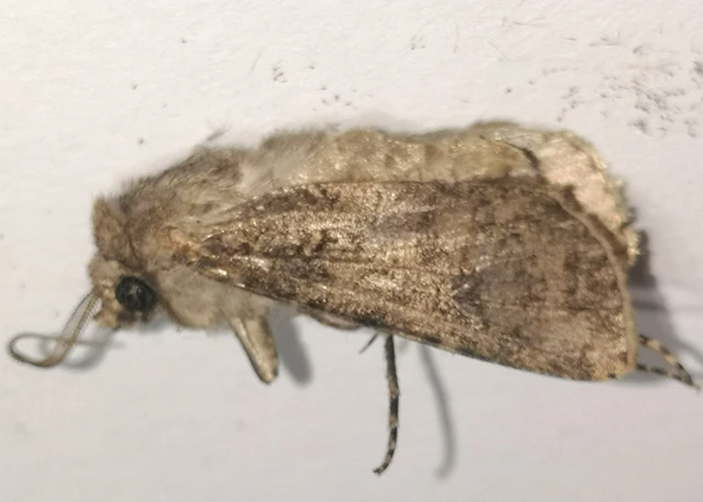 Agrotis segetum - vetési földibagoly