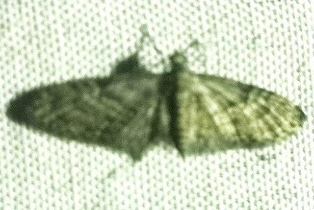 Eupithecia dodoneata - tölgy-törpearaszoló