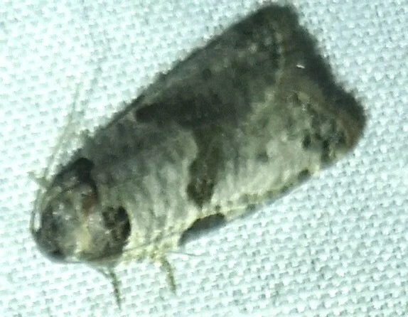 Pseudeulia asinana - korai sodrómoly