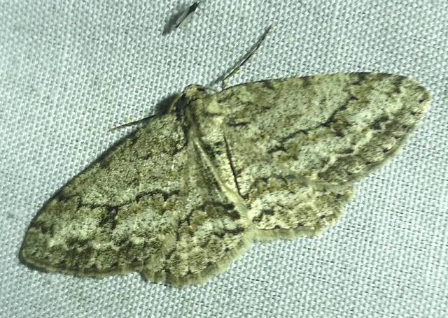 Ectropis crepuscularia - avararaszoló