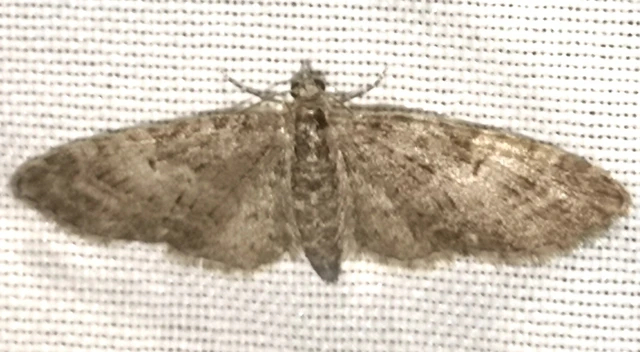 Eupithecia dodoneata - tölgy-törpearaszoló