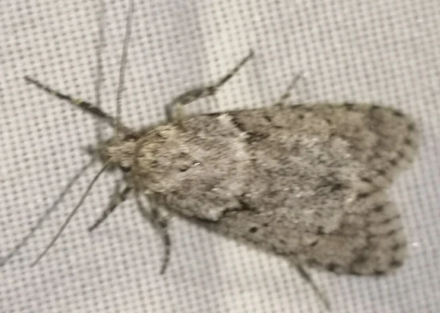Diurnea fagella - szürke tavaszimoly