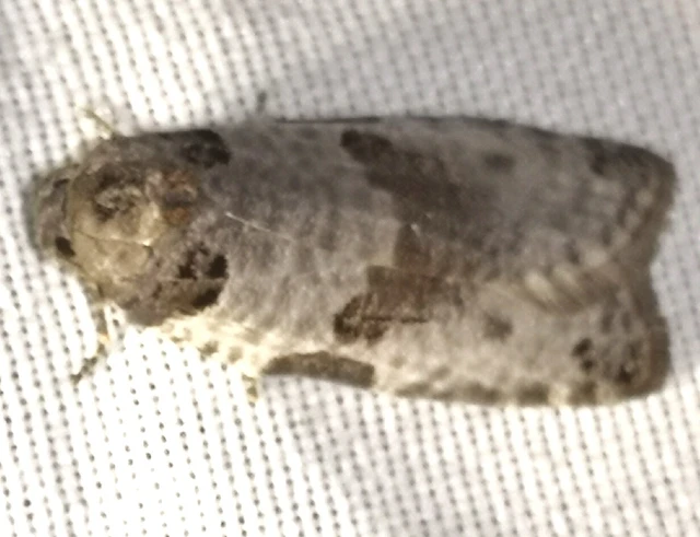Pseudeulia asinana - korai sodrómoly