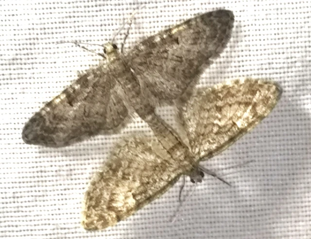 Eupithecia dodoneata - tölgy-törpearaszoló