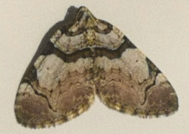Anticlea derivata - vadrózsa-tarkaaraszoló