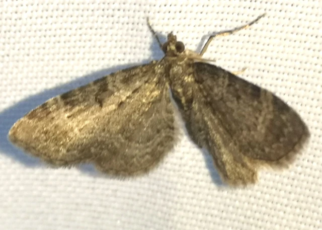 Pasiphila chloerata - hamvas törpearaszoló