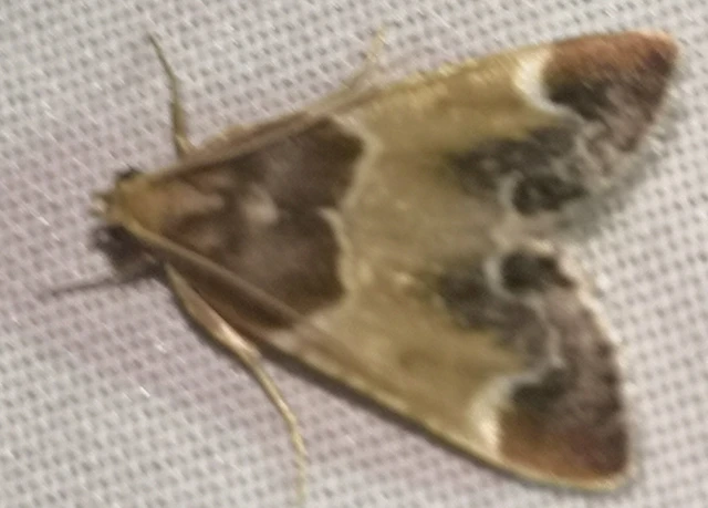 Pyralis farinalis - lisztilonca