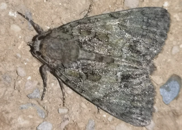 Polyphaenis sericata - selyemfényű erdeibagoly