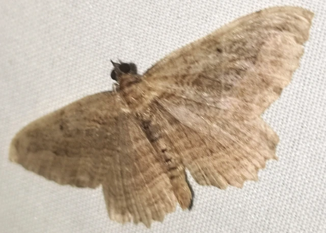 Philereme transversata - varjútövis-araszoló