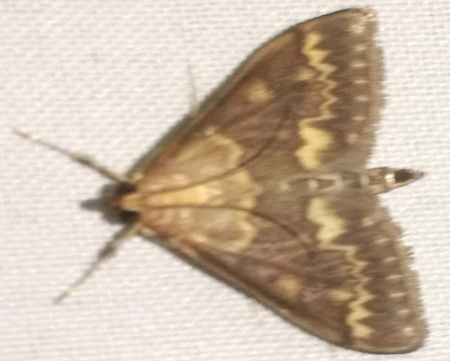 Ostrinia nubilalis - kukoricamoly
