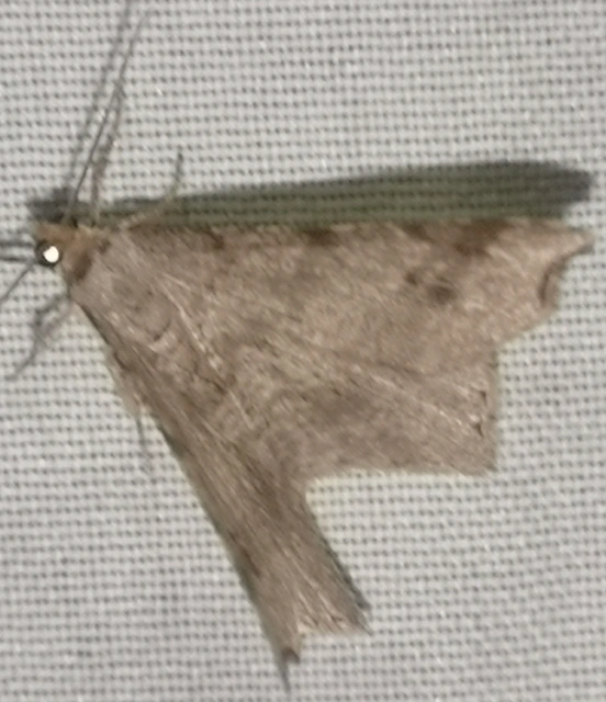 Macaria alternata - közönséges szürkearaszoló