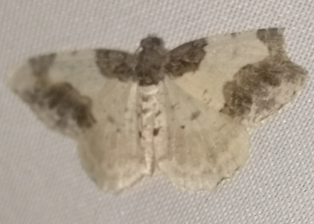 Ligdia adustata - barna levélaraszoló