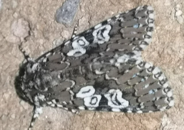 Lamprosticta culta - hármasfoltú bagoly