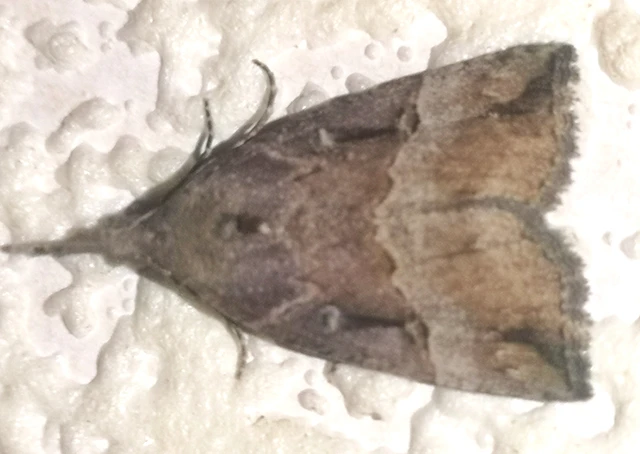 Hypena rostralis - közönséges karcsúbagoly
