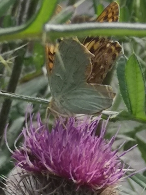 Argynnis pandora - zöldes gyöngyházlepke