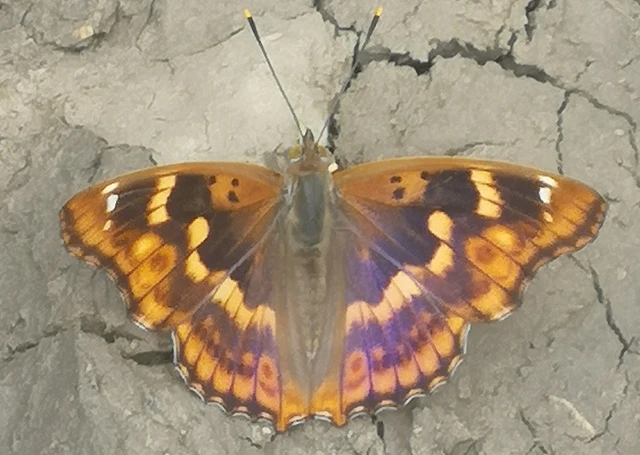 Apatura ilia - kis színjátszólepke