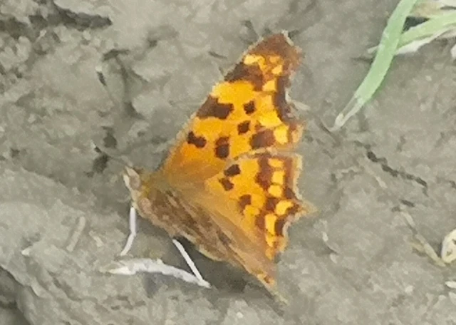Nymphalis c-album - C-betűs lepke