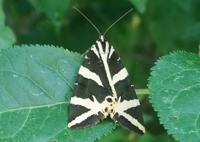 Euplagia quadripunctaria - csíkos medvelepke