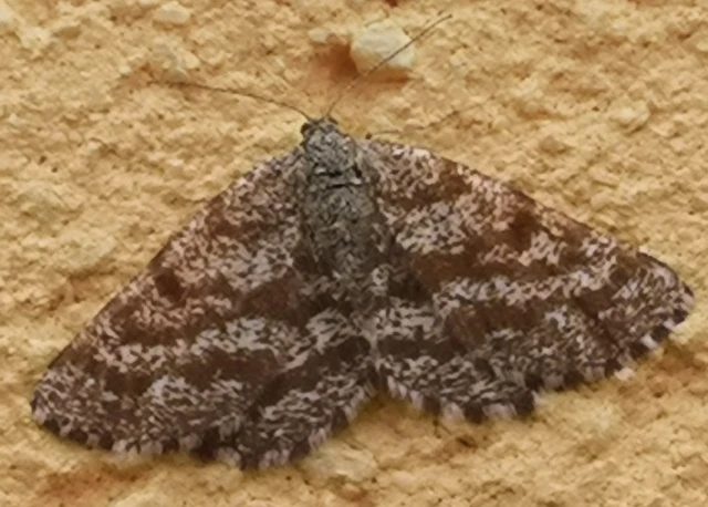 Ematurga atomaria - barna rétiaraszoló