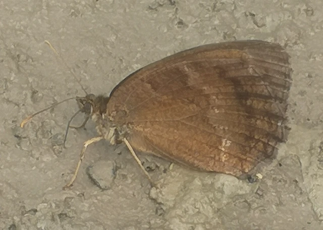 Minois dryas - fekete szemeslepke