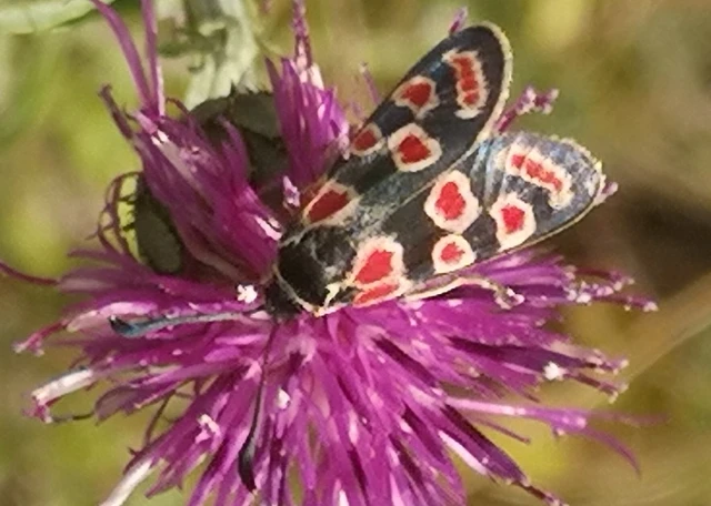 Zygaena carniolica - fehérgyűrűs csüngőlepke
