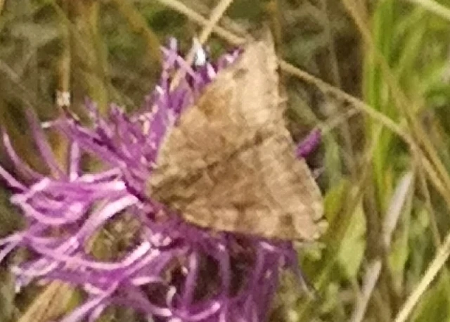 Euclidia glyphica - közönséges nappalibagoly
