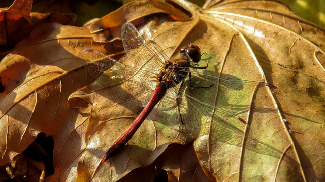 Sympetrum striolatum/vulgatum