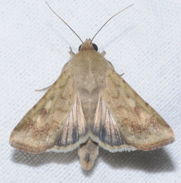 Helicoverpa armigera - kukorica-veteménybagoly