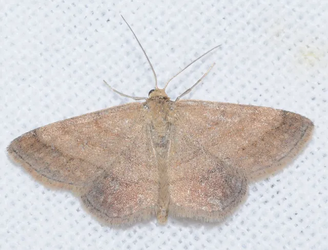 Scopula rubiginata - réti pirosaraszoló