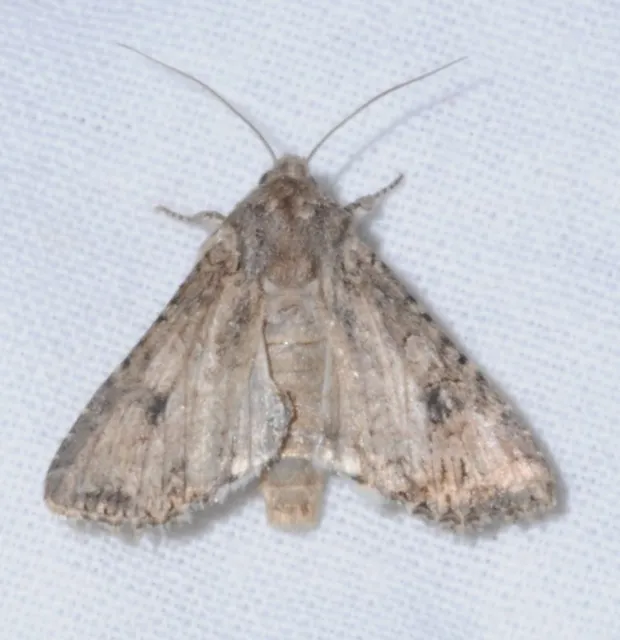 Hadula trifolii - lóherebagoly
