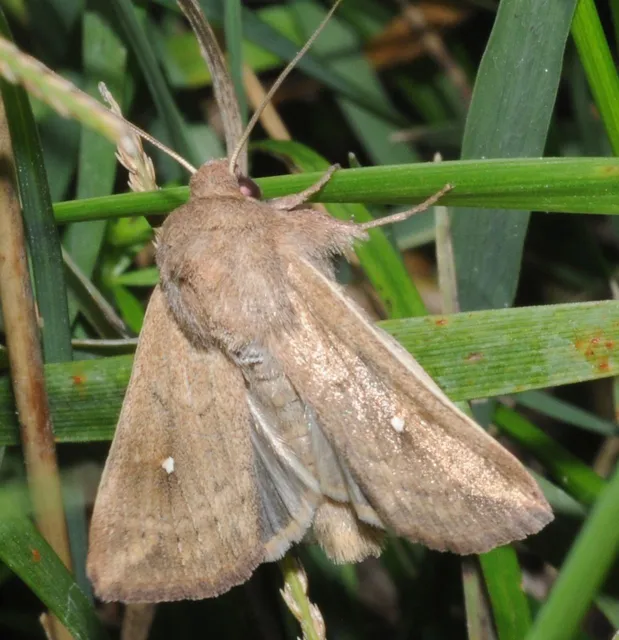 Mythimna albipuncta - fehérpettyes rétibagoly
