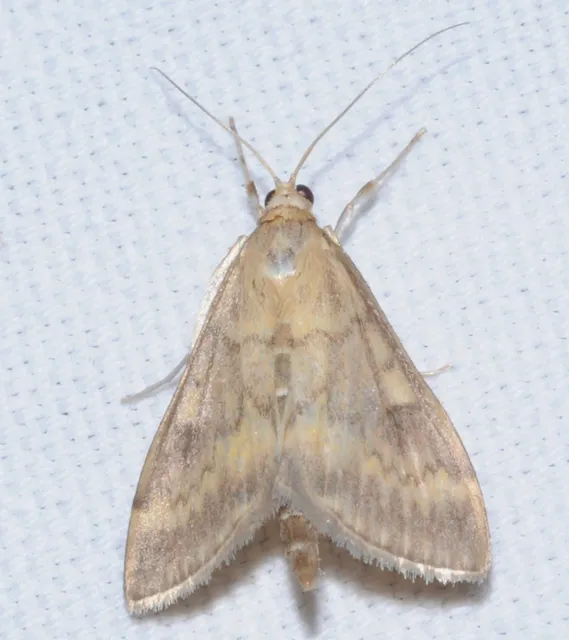 Ostrinia nubilalis - kukoricamoly