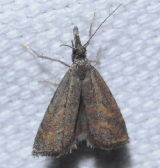 Platytes cerussella - törpe fűgyökérmoly