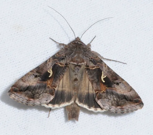 Autographa gamma - gammalepke