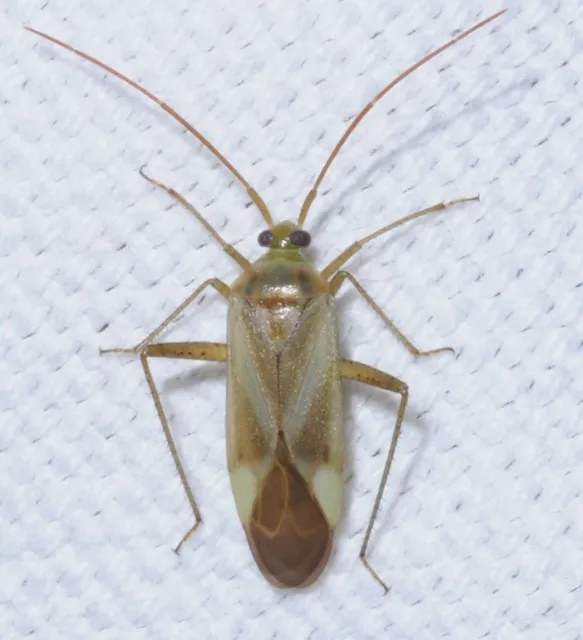 Adelphocoris lineolatus - lucernapoloska