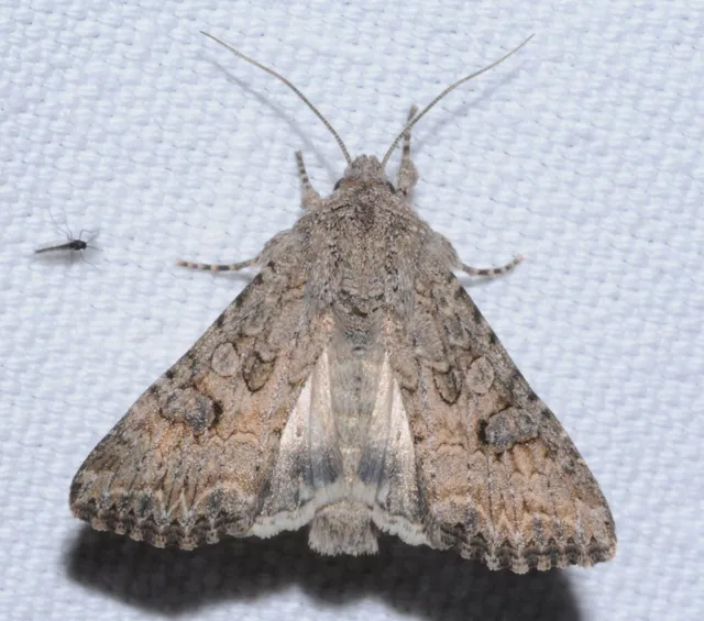 Hadula trifolii - lóherebagoly