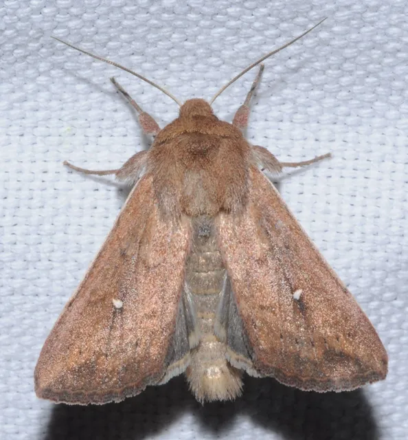 Mythimna albipuncta - fehérpettyes rétibagoly