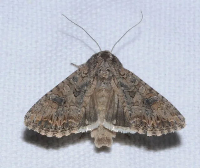 Hadula trifolii - lóherebagoly