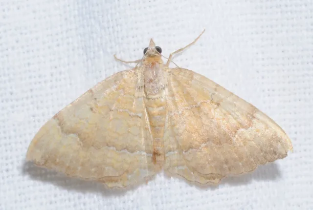 Camptogramma bilineata - kétvonalas sávosaraszoló