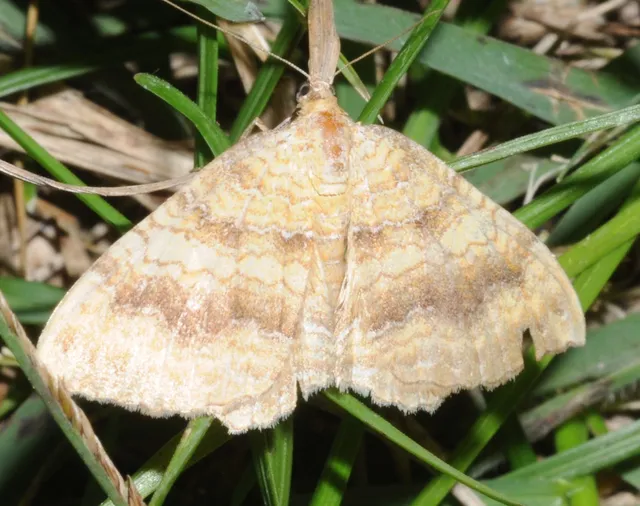 Camptogramma bilineata - kétvonalas sávosaraszoló