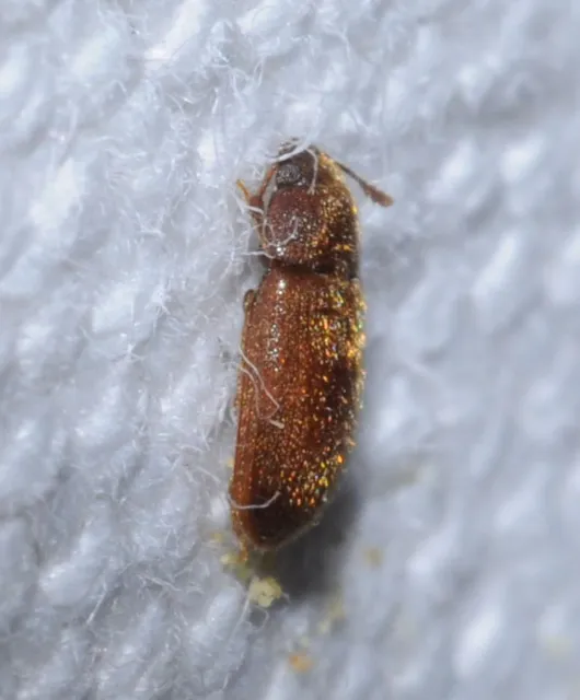 Typhaea