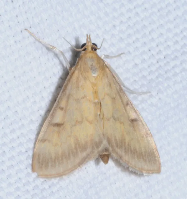 Ostrinia nubilalis - kukoricamoly