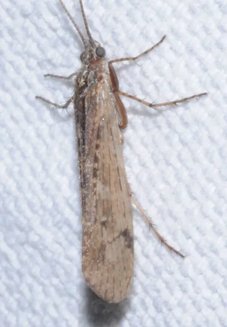 Trichoptera - Tegzesek