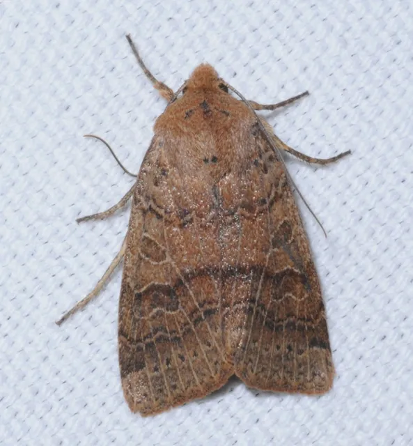 Anchoscelis nitida - rozsdabarna őszibagoly