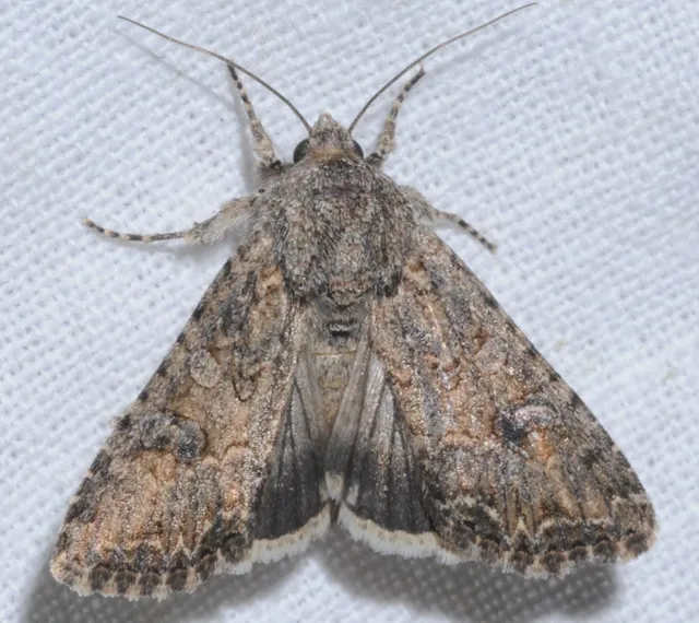 Hadula trifolii - lóherebagoly