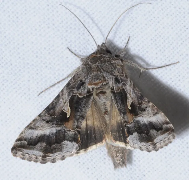 Autographa gamma - gammalepke