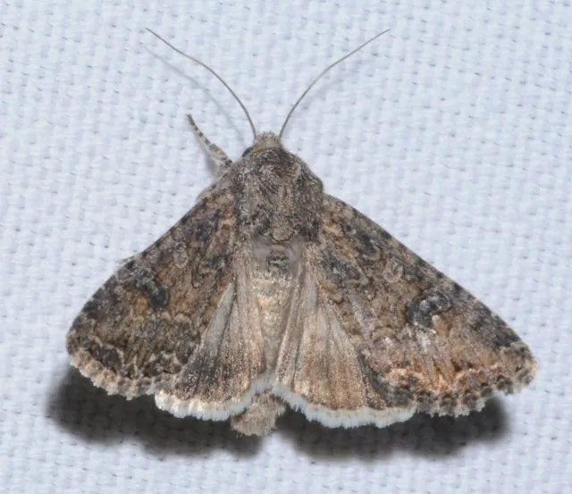 Hadula trifolii - lóherebagoly