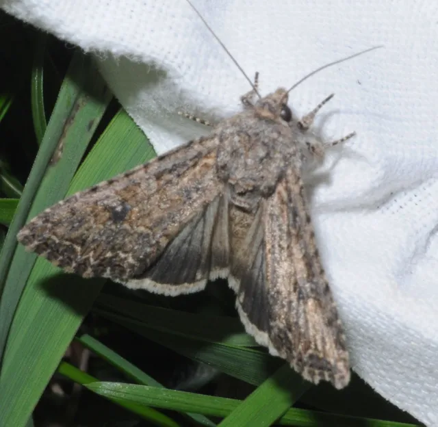 Hadula trifolii - lóherebagoly