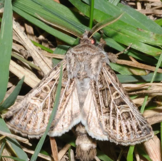 Tholera decimalis - közönséges fésűsbagoly