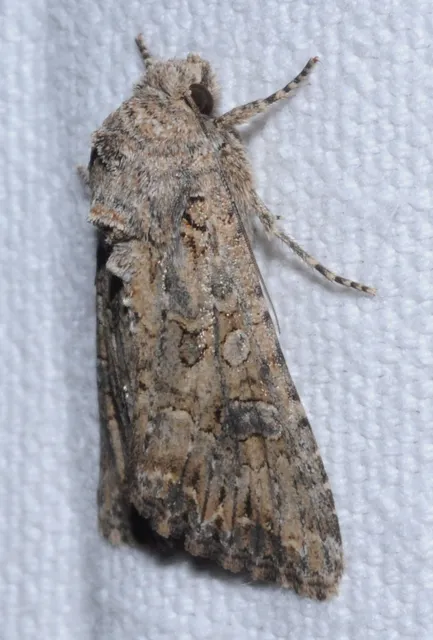 Hadula trifolii - lóherebagoly